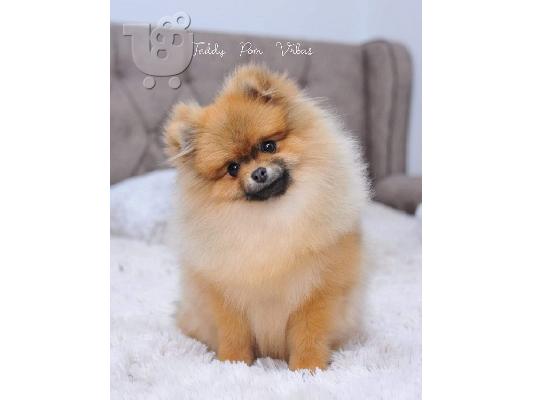 Pomeranian, όμορφα κουτάβια